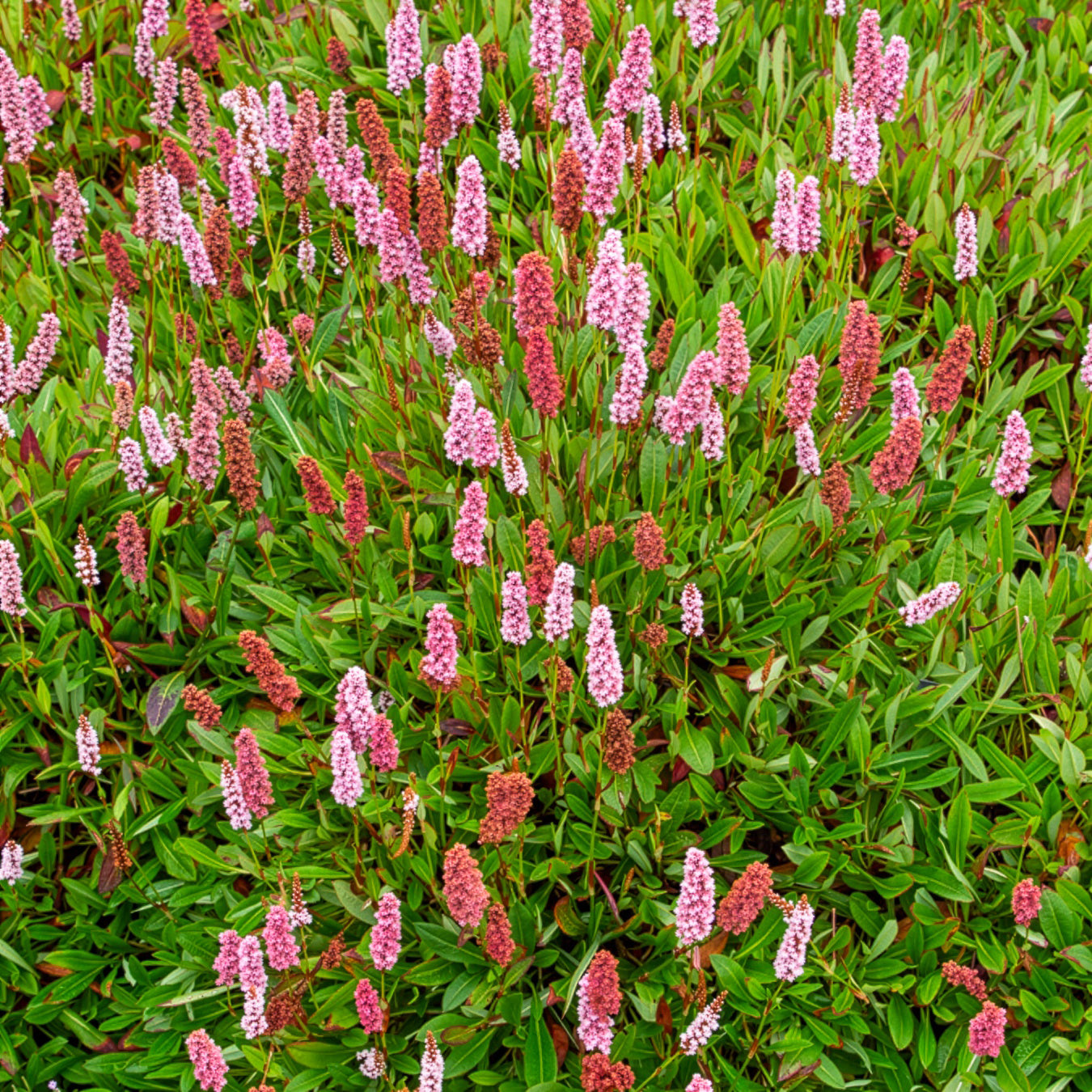 Schneckenknöterich Darjeeling Red - Persicaria affinis Darjeeling Red - Bakker