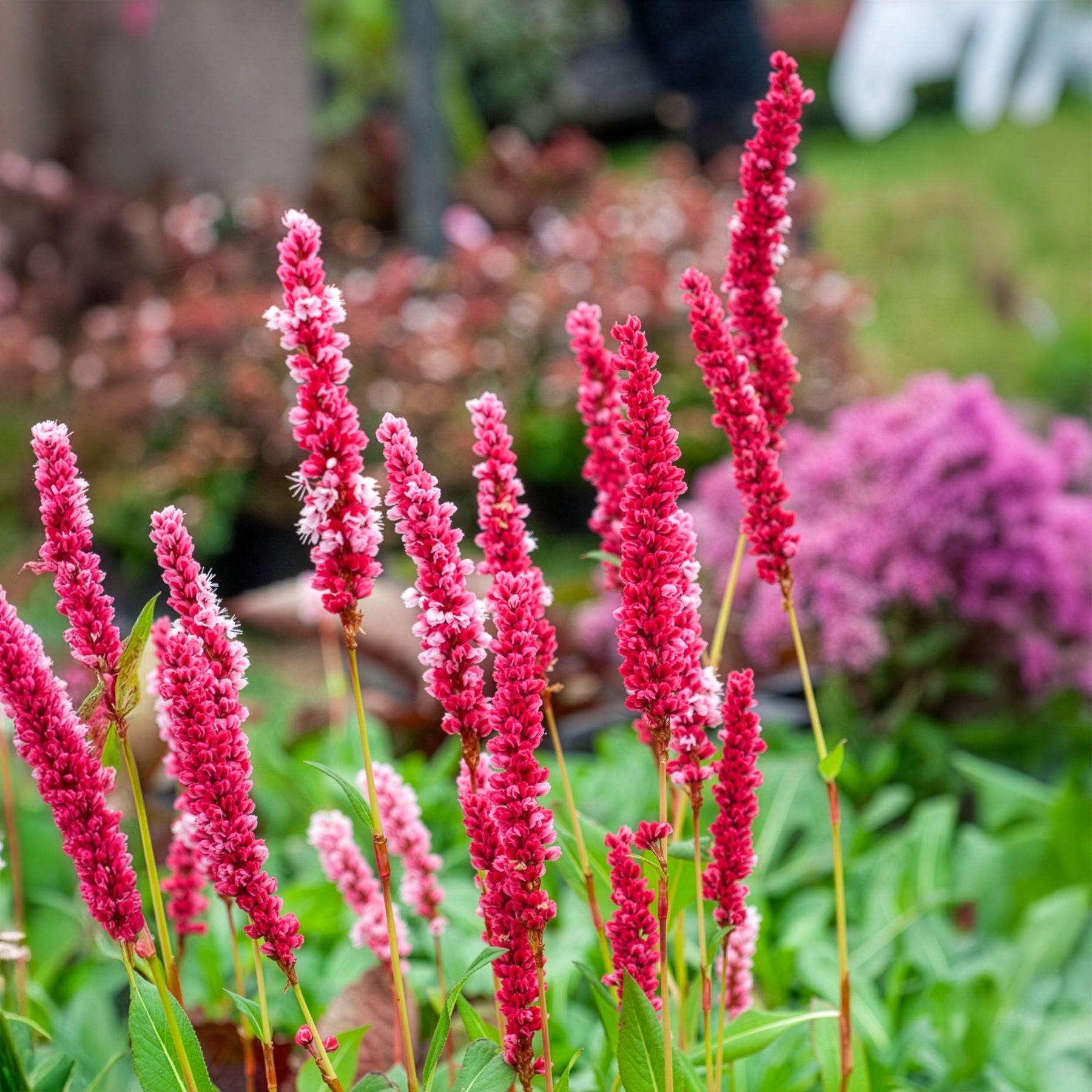Persicaria affinis Kabouter - Schneckenknöterich Kabouter - Persicaria - Knöterich