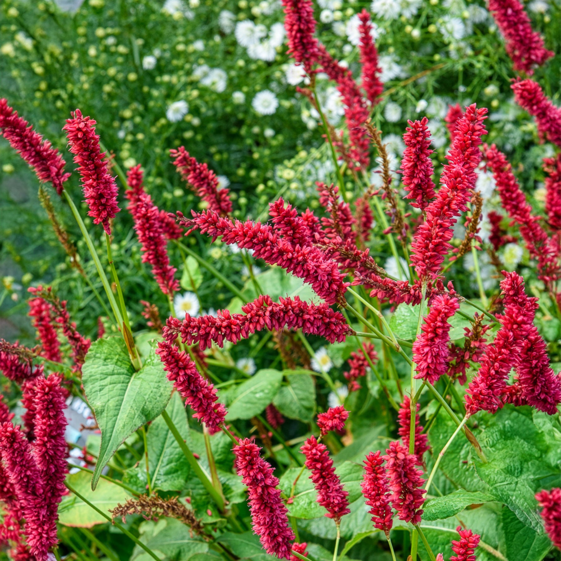 Verkauf Kerzenknöterich Blackfield - Persicaria amplexicaulis Blackfield