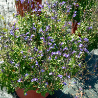 Ziersalbei So Cool Pale Blue - Bakker