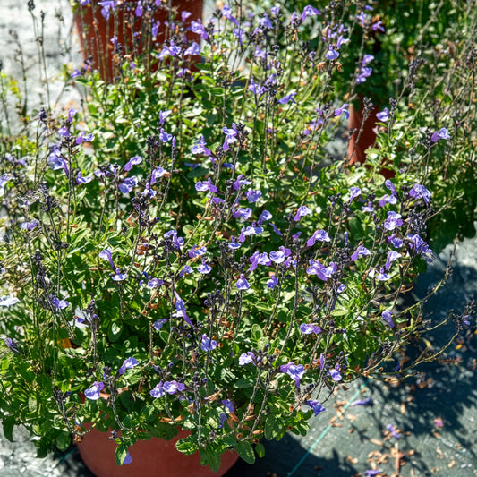 Ziersalbei So Cool Pale Blue - Bakker