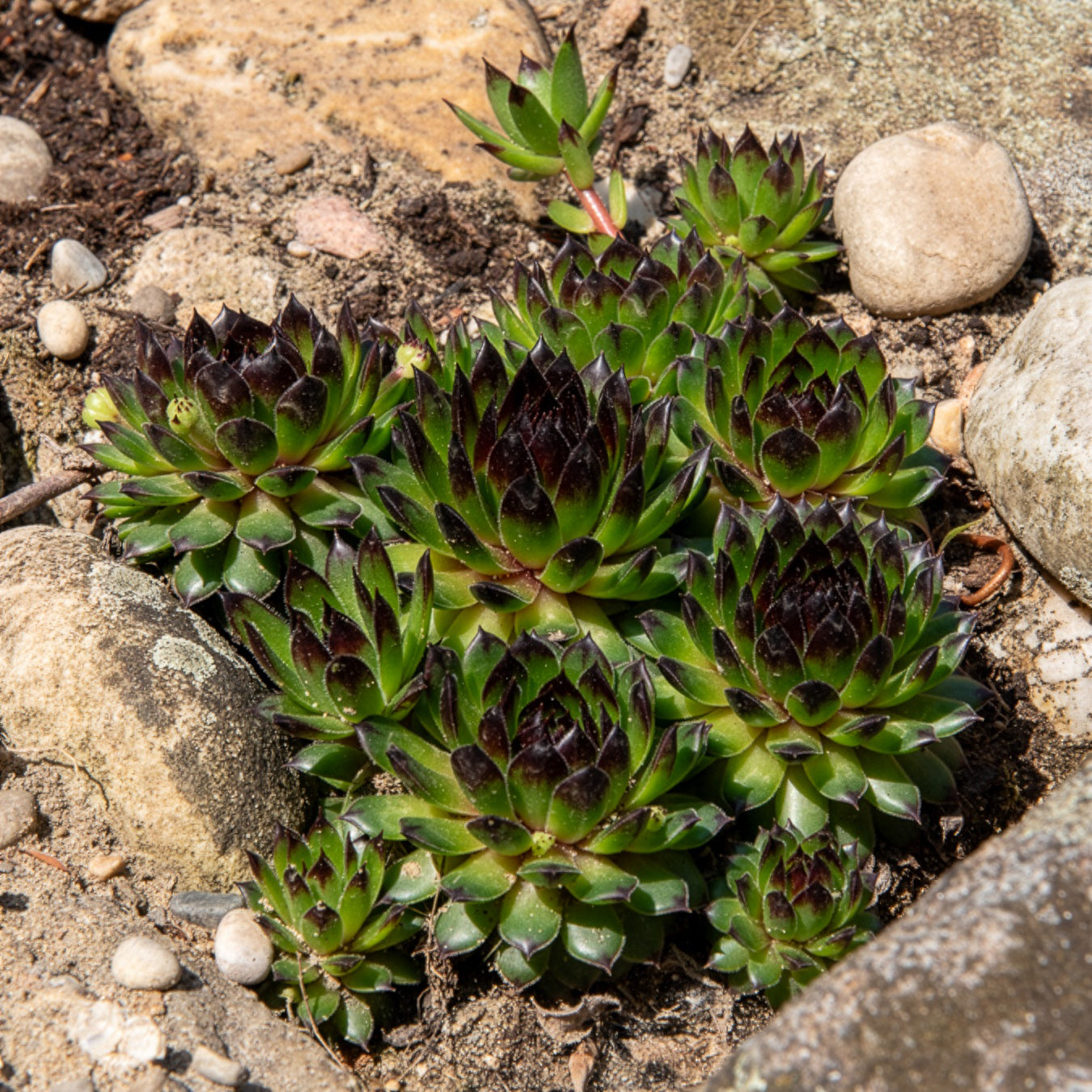 Sempervivum Chick Charms® Appletini - Sempervivum Chick Charms ® Appletini - Sempervivum - Hauswurz