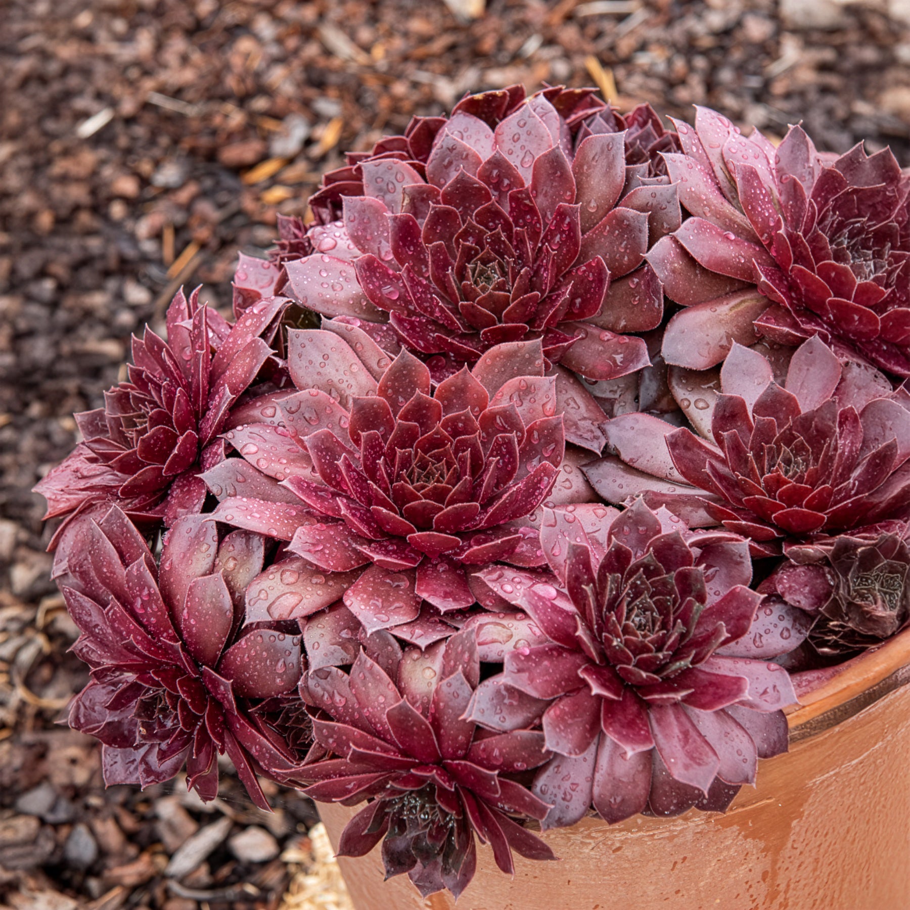 Sempervivum Chick Charms ® Chocolate Kiss - Bakker