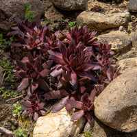 Sempervivum Chick Charms ® Chocolate Kiss - Sempervivum Chick Charms® Chocolate Kiss - Bakker