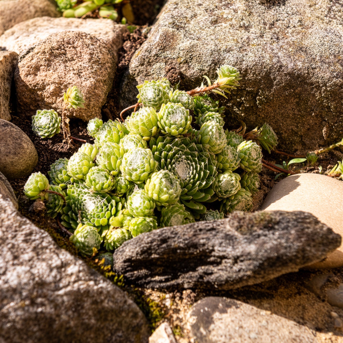 Sempervivum Chick Charms® Arctic white - Sempervivum Chick Charms ® Cotton Candy - Sempervivum - Hauswurz