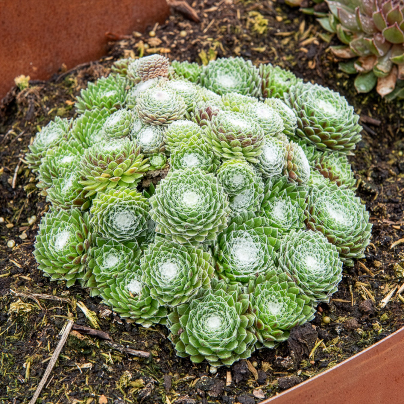 Sempervivum Chick Charms ® Cotton Candy - Bakker