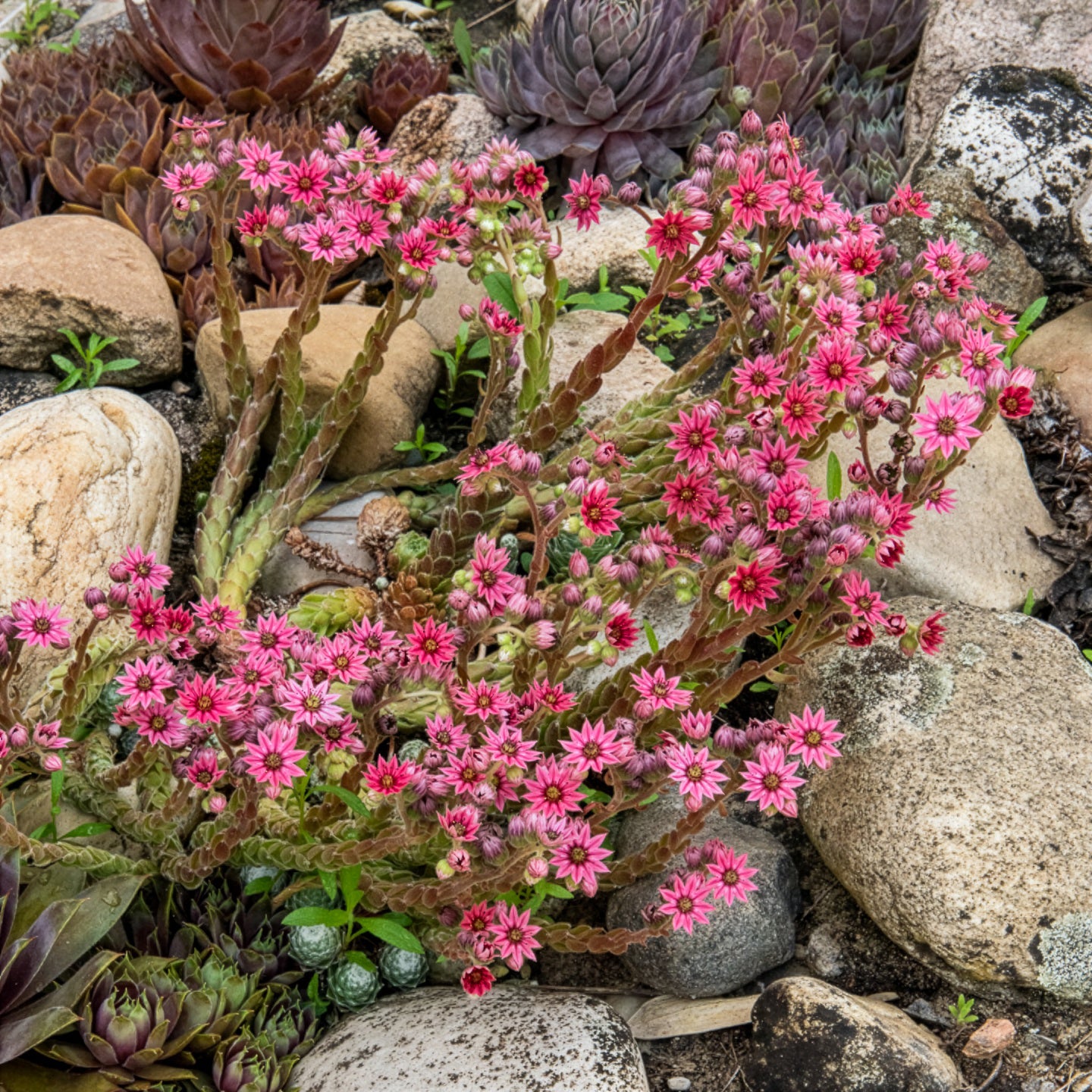 Sempervivum Chick Charms ® Cotton Candy - Sempervivum Chick Charms® Arctic white - Bakker