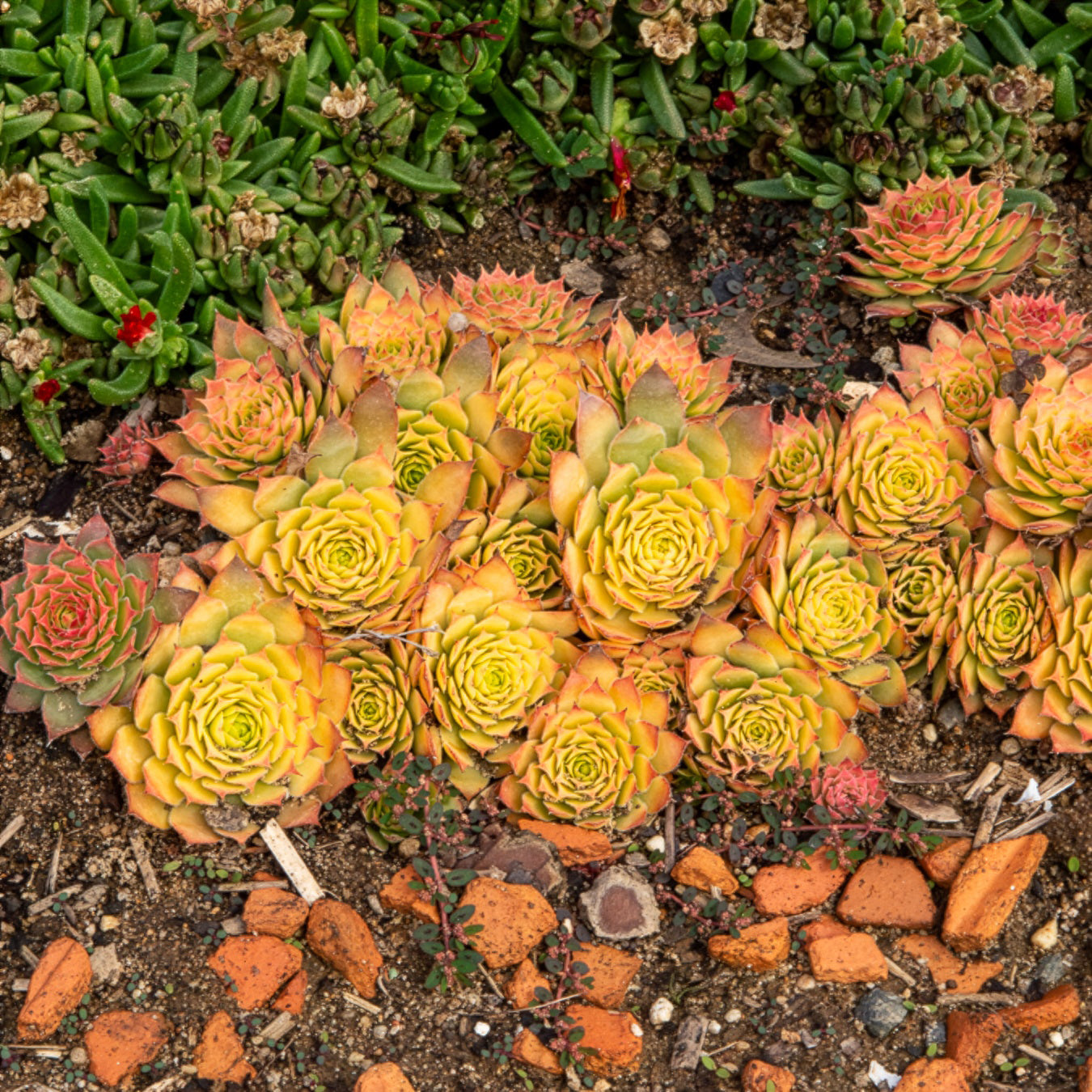 Sempervivum Chick Charms ® Gold Nugget - Sempervivum Chick Charms® Gold Nugget - Bakker