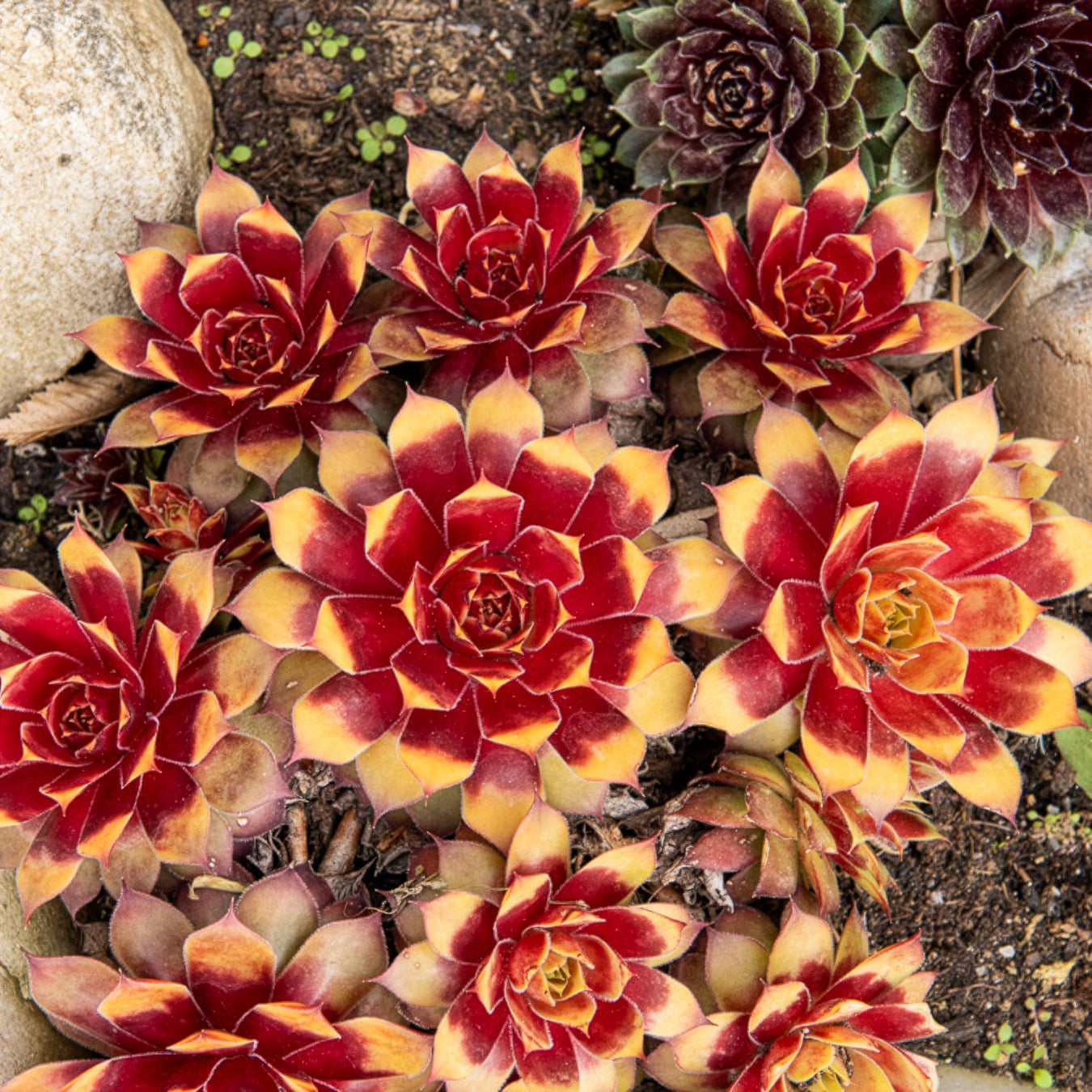 Sempervivum Chick Charms® Gold Nugget - Sempervivum Chick Charms ® Gold Nugget - Sempervivum - Hauswurz