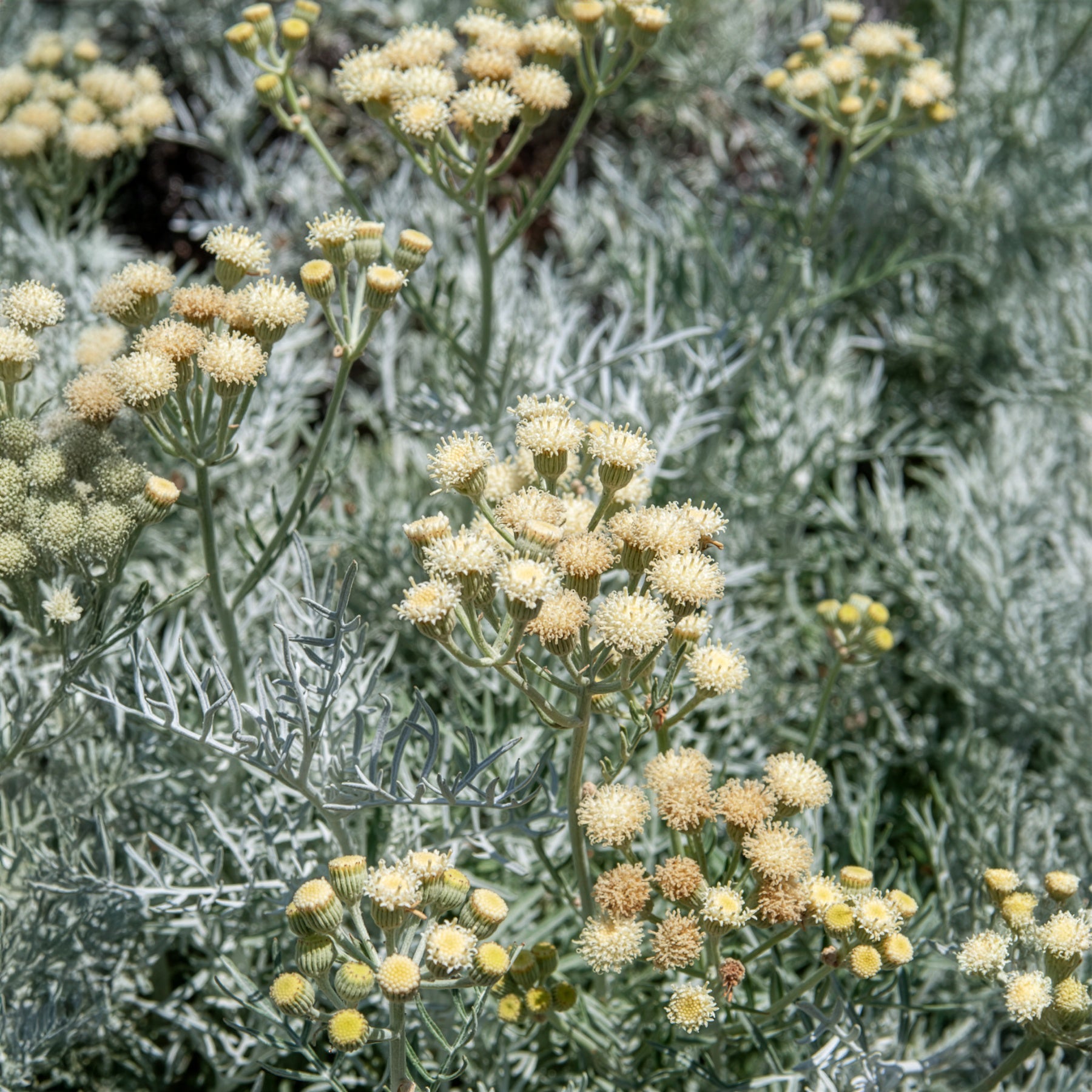 Senecio viravira - Pelziges Greiskraut - Immergrüne Sträucher