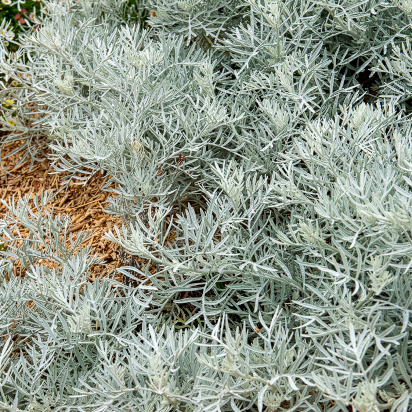 Pelziges Greiskraut - Senecio viravira - Bakker