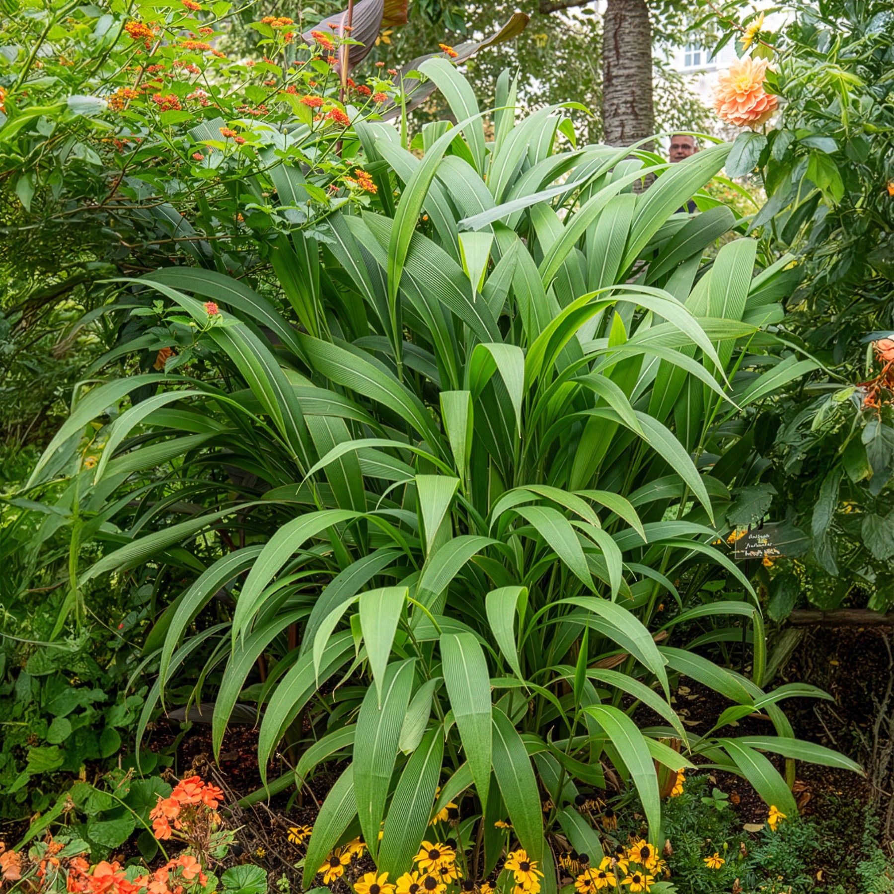 Gräser - Palmen-Gras - Setaria palmifolia
