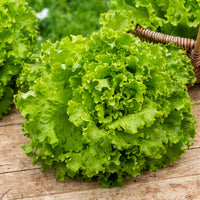 Pflücksalat Florine - Bakker