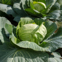 Brassica oleracea capitata Tête de Pierre F1 - Weißkohl  Tête de Pierre F1 - Gemüsepflanzen