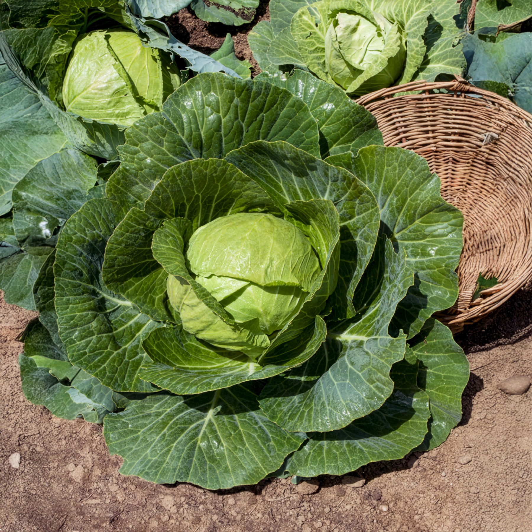 Weißkohl  Tête de Pierre F1 - Brassica oleracea capitata Tête de Pierre F1 - Bakker