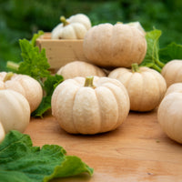 Kürbis Baby Boo - Bakker