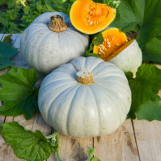 Kürbis Ungarische Blaue - Bakker