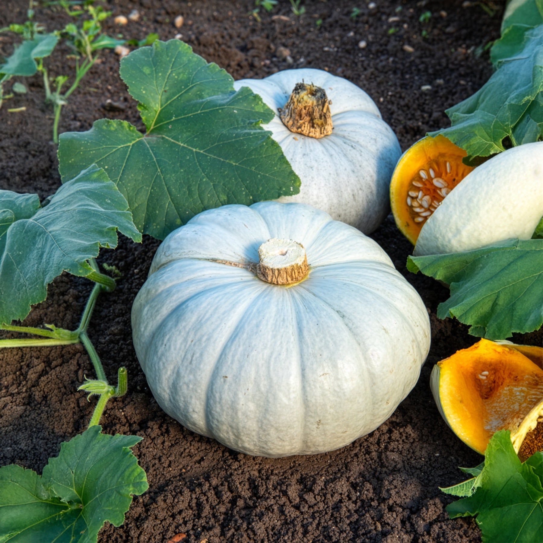 Kürbis Ungarische Blaue - Cucurbita maxima Bleu de Hongrie - Bakker