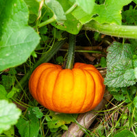 Kürbis Jack Be Little - Bakker