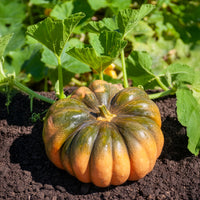 Muskatkürbis Musque de Provence - Cucurbita moschata Musquée de Provence - Bakker
