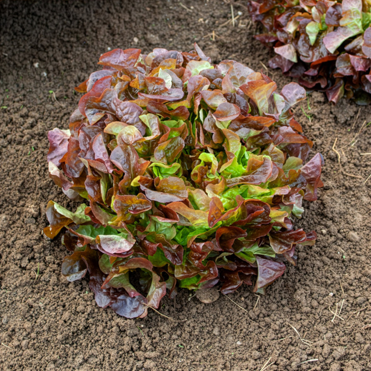 Gartensalat Eglanti - Lactuca sativa Eglantine - Bakker