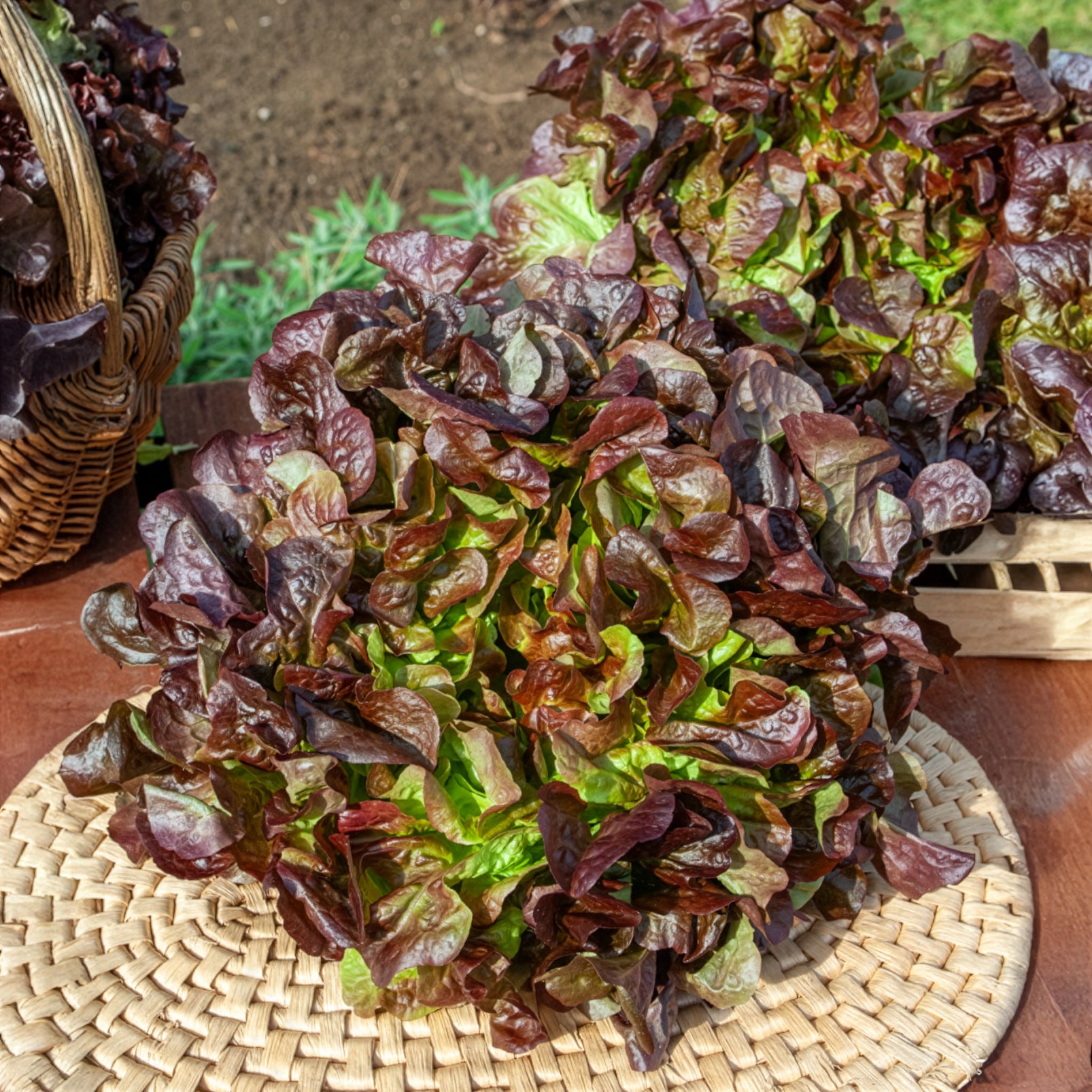 Gartensalat Eglanti - Bakker