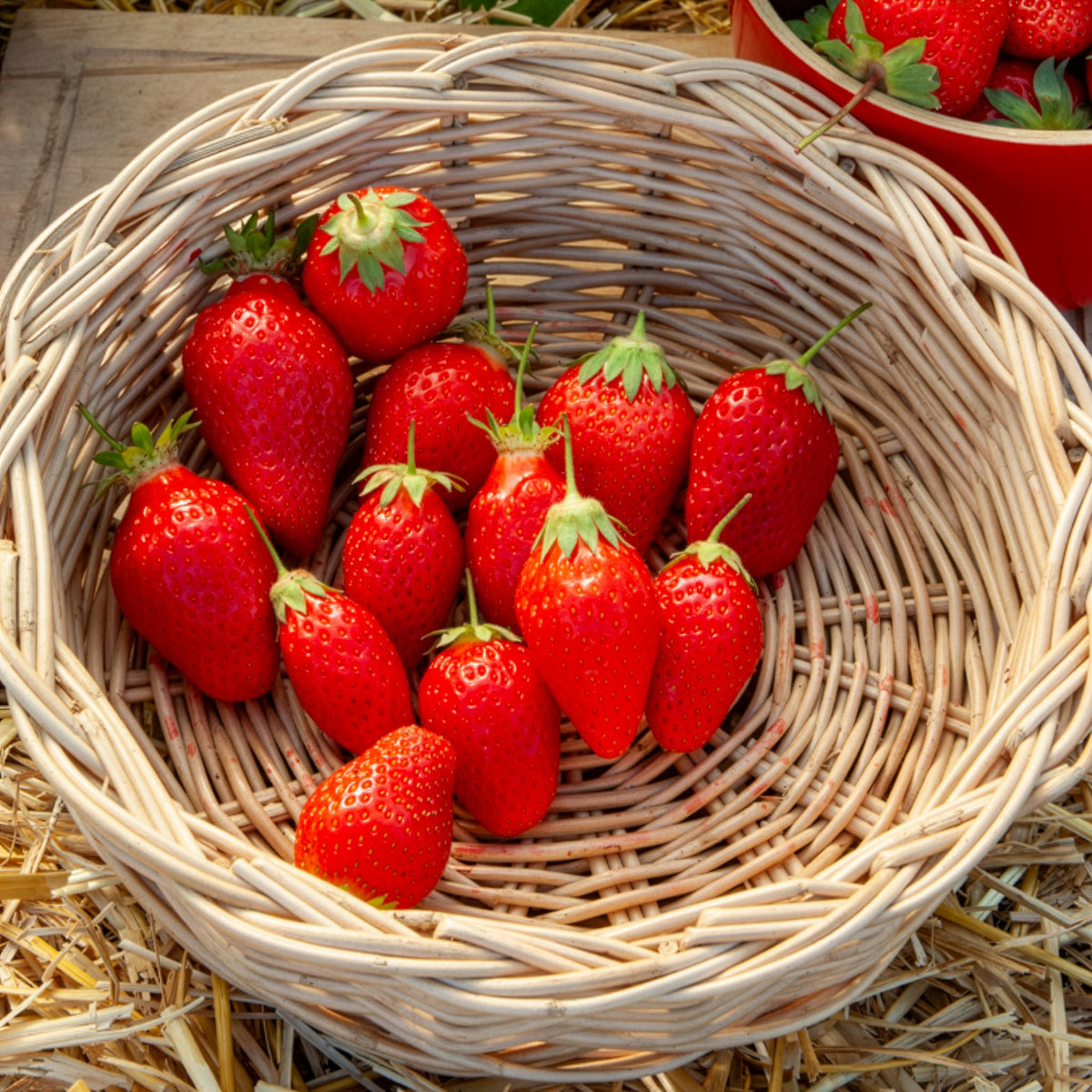 Gartenerdbeere Gento Nova - Bakker