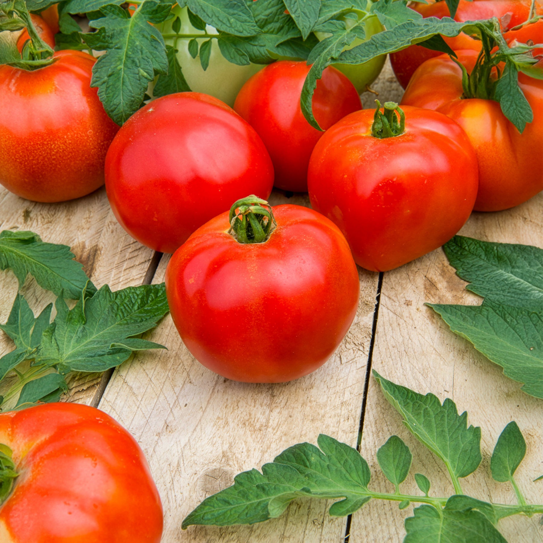 Fleischtomate Pyros F1 - Solanum lycopersicum Pyros F1 - Bakker