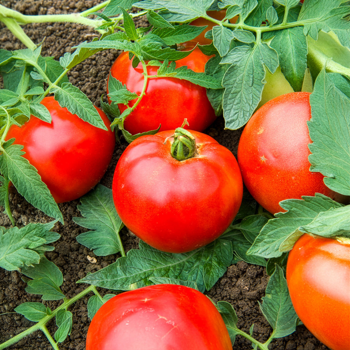 Fleischtomate Pyros F1 - Bakker