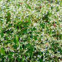 Zauberschnee Diamond Frost - Euphorbia hypericifolia Diamond Frost - Bakker