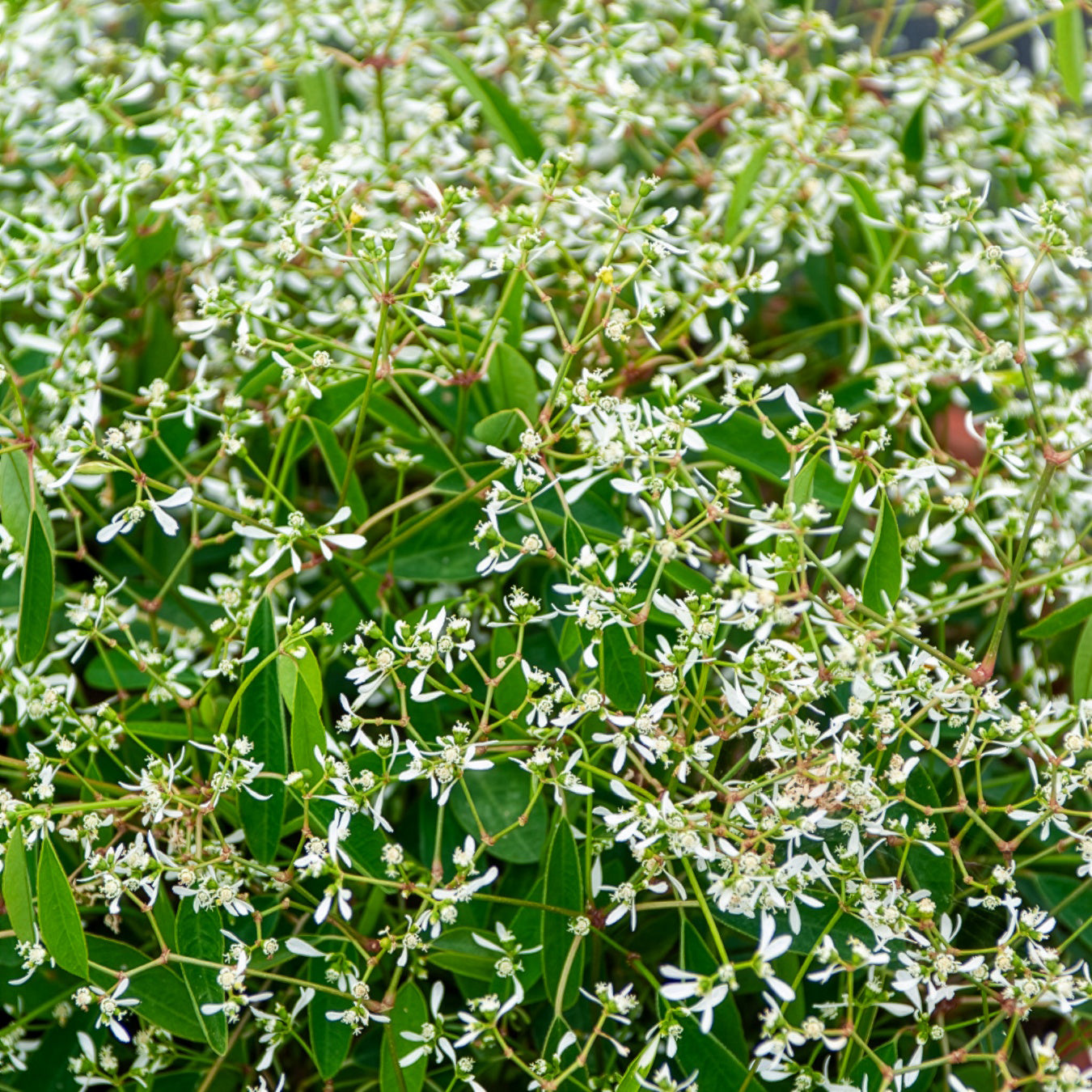 Zauberschnee Diamond Frost - Euphorbia hypericifolia Diamond Frost - Bakker