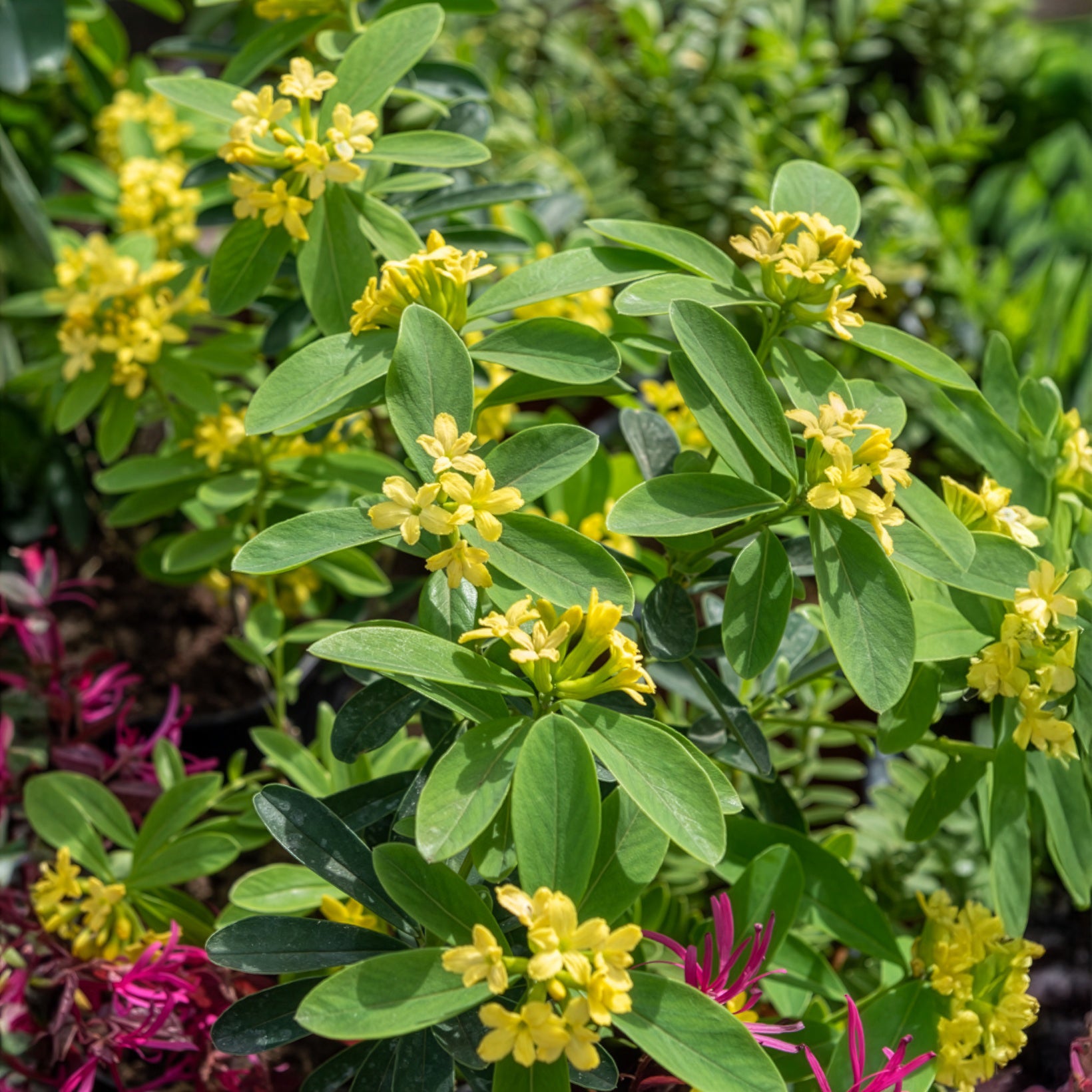 Seidelbast Royal Crown - Daphne gemmata Royal Crown - Bakker