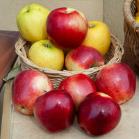 Apfel Gloster - Malus domestica Gloster - Bakker