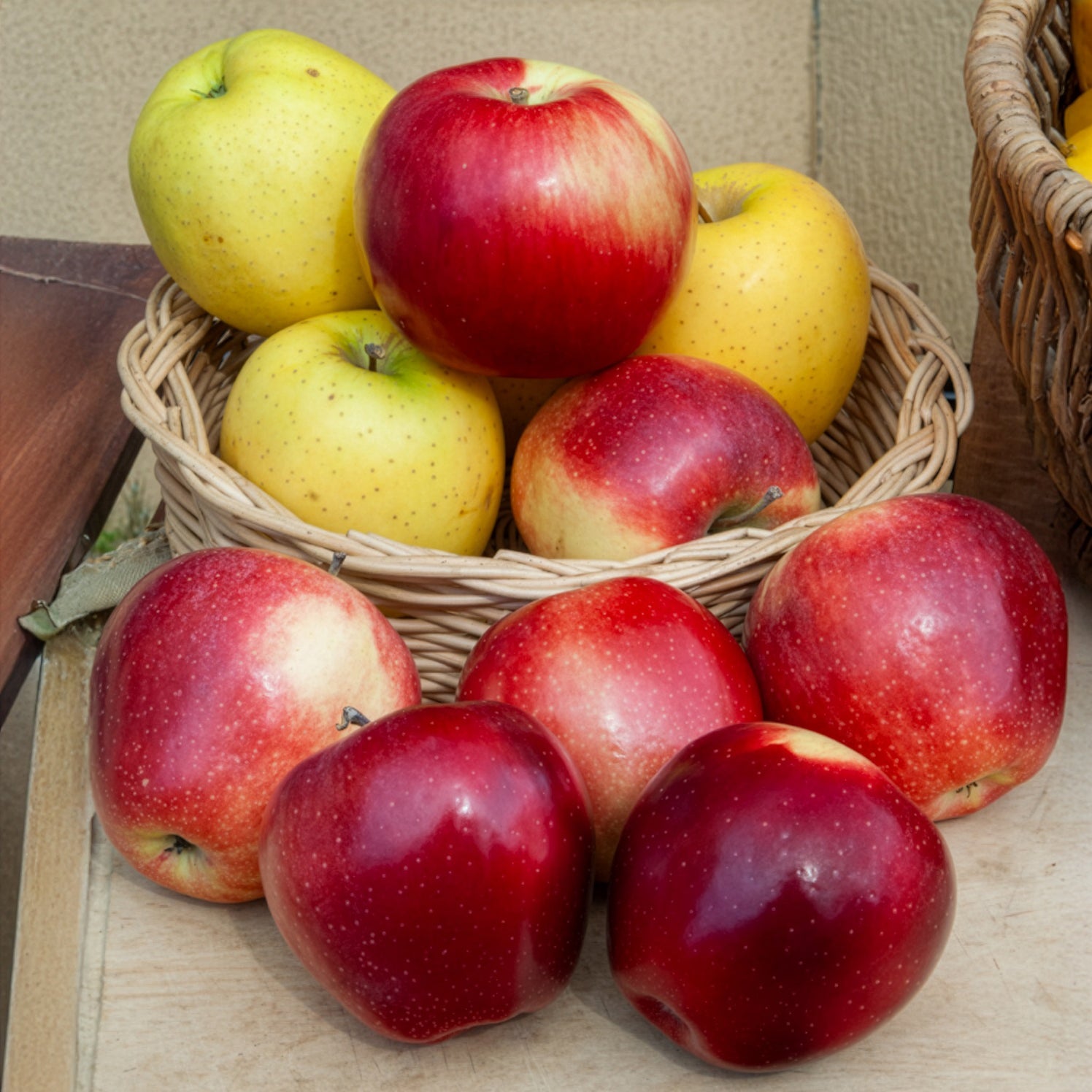 Apfel Gloster - Malus domestica Gloster - Bakker