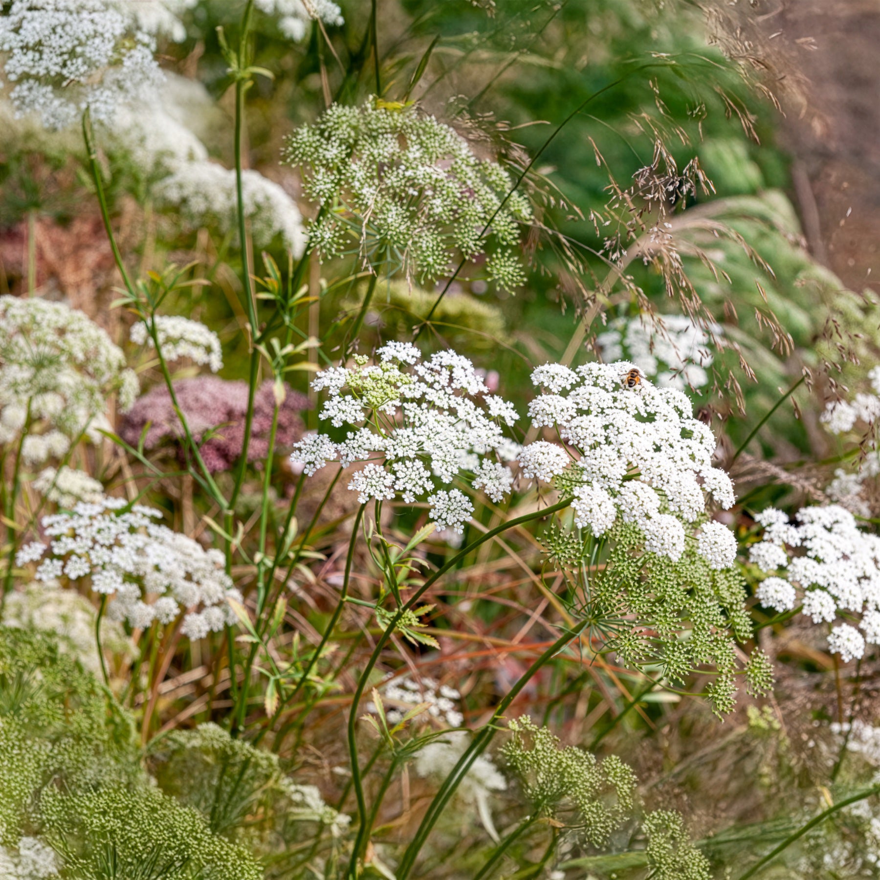 Ammi majus - Große Sterndolde - Blumensamen