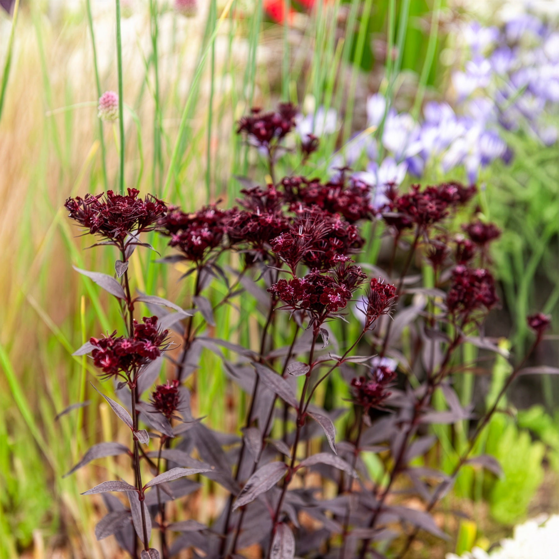 Bartnelke Sooty - Dianthus barbatus Sooty - Bakker
