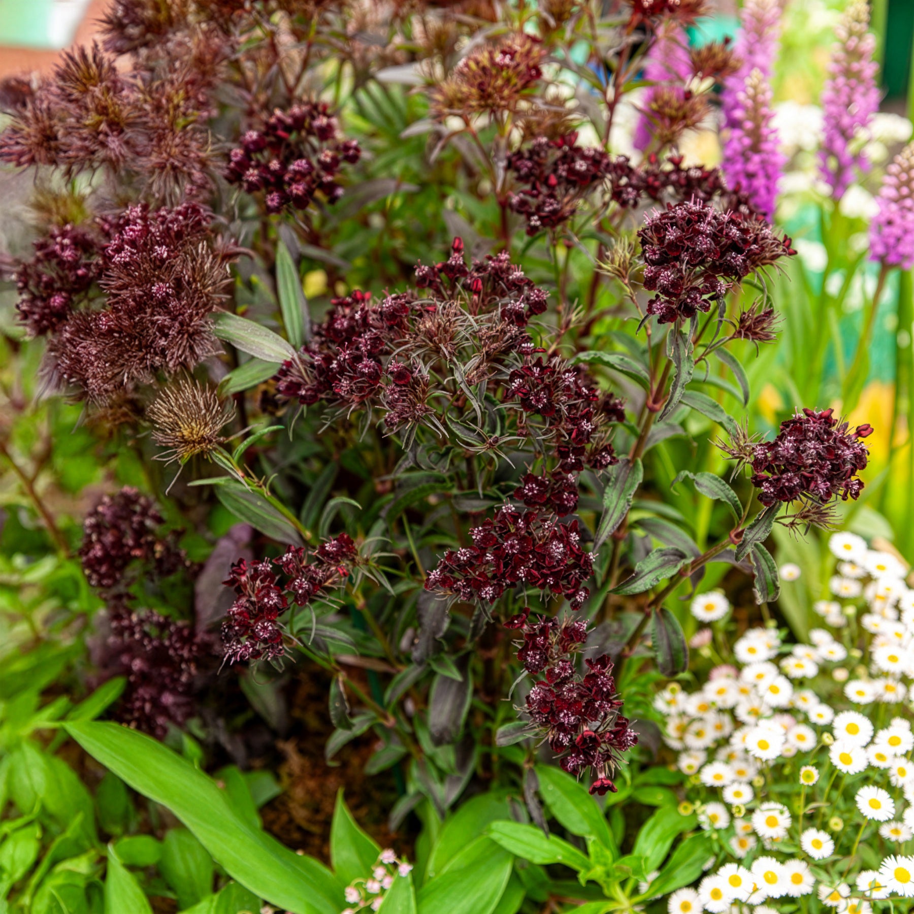 Bartnelke Sooty - Bakker