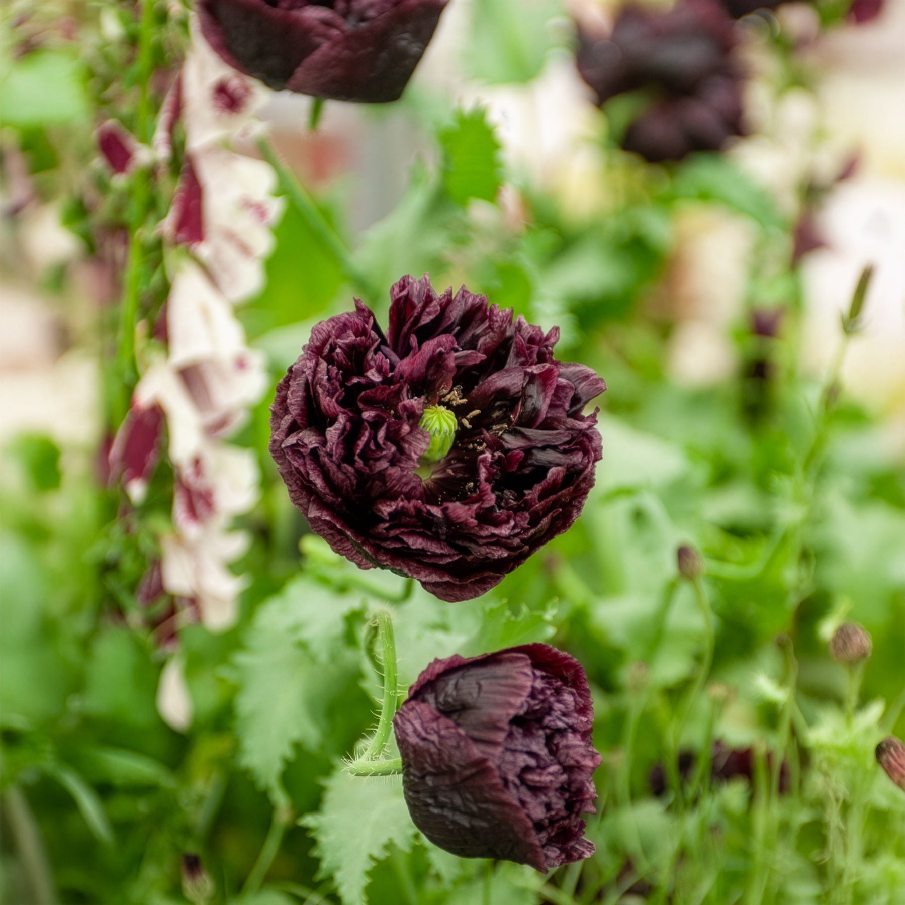 Saatgut Schlafmohn Black Peony - Papaver somniferum Black Peony