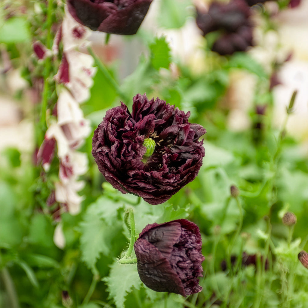 Saatgut Schlafmohn Black Peony - Papaver somniferum Black Peony
