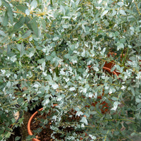 Eukalyptus Silverana - Eucalyptus gunnii Silverana - Bakker