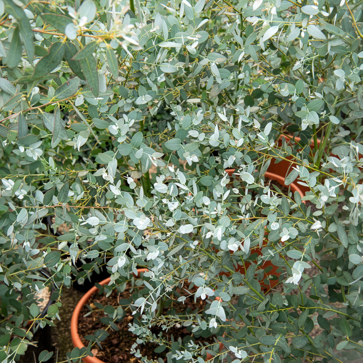 Eukalyptus Silverana - Eucalyptus gunnii Silverana - Bakker