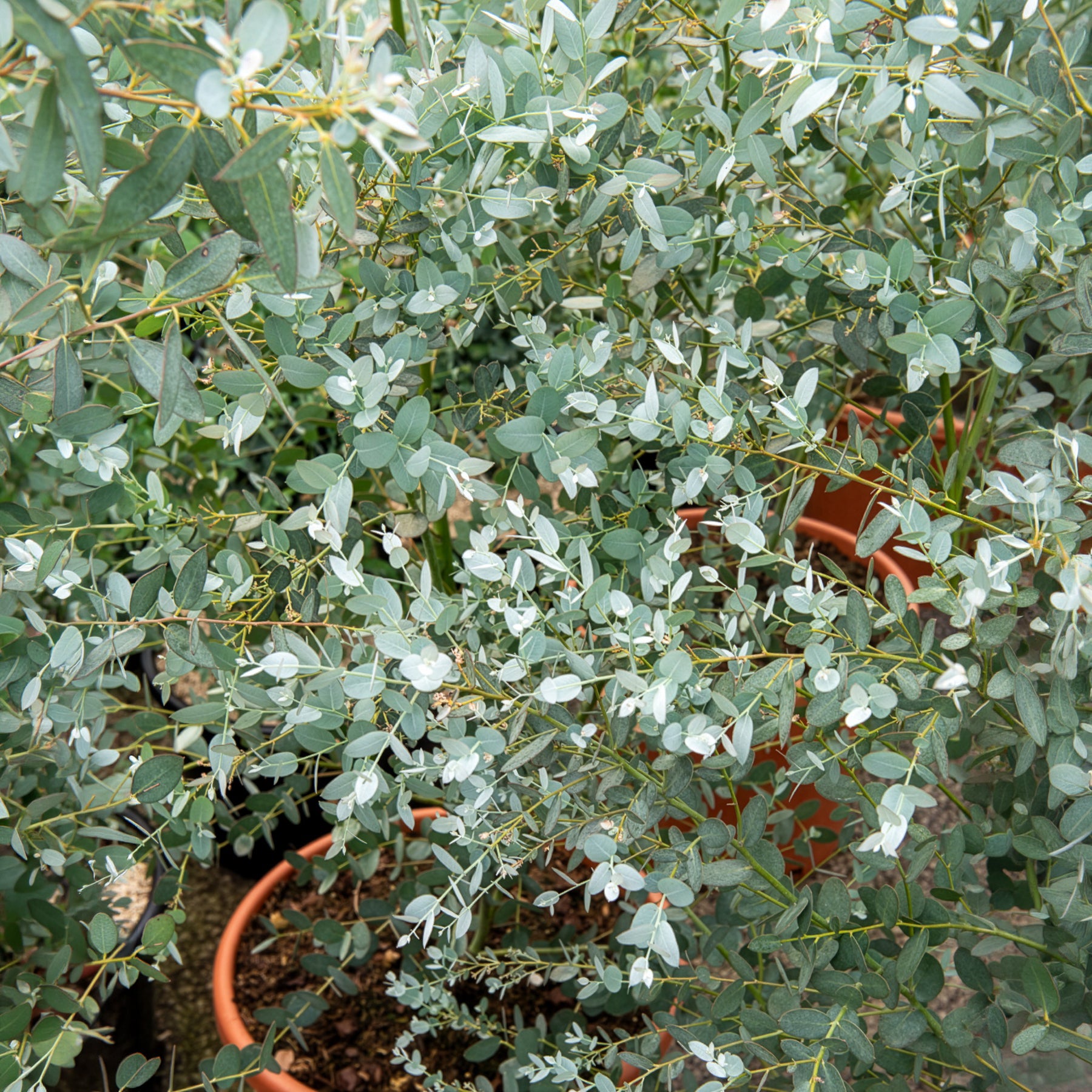 Eukalyptus Silverana - Eucalyptus gunnii Silverana - Bakker