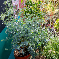 Eukalyptus Silverana - Bakker