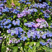 Hortensie Zorro Blue - Hydrangea Zorro - Bakker