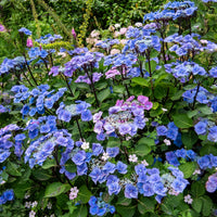 Hortensie Zorro Blue - Bakker