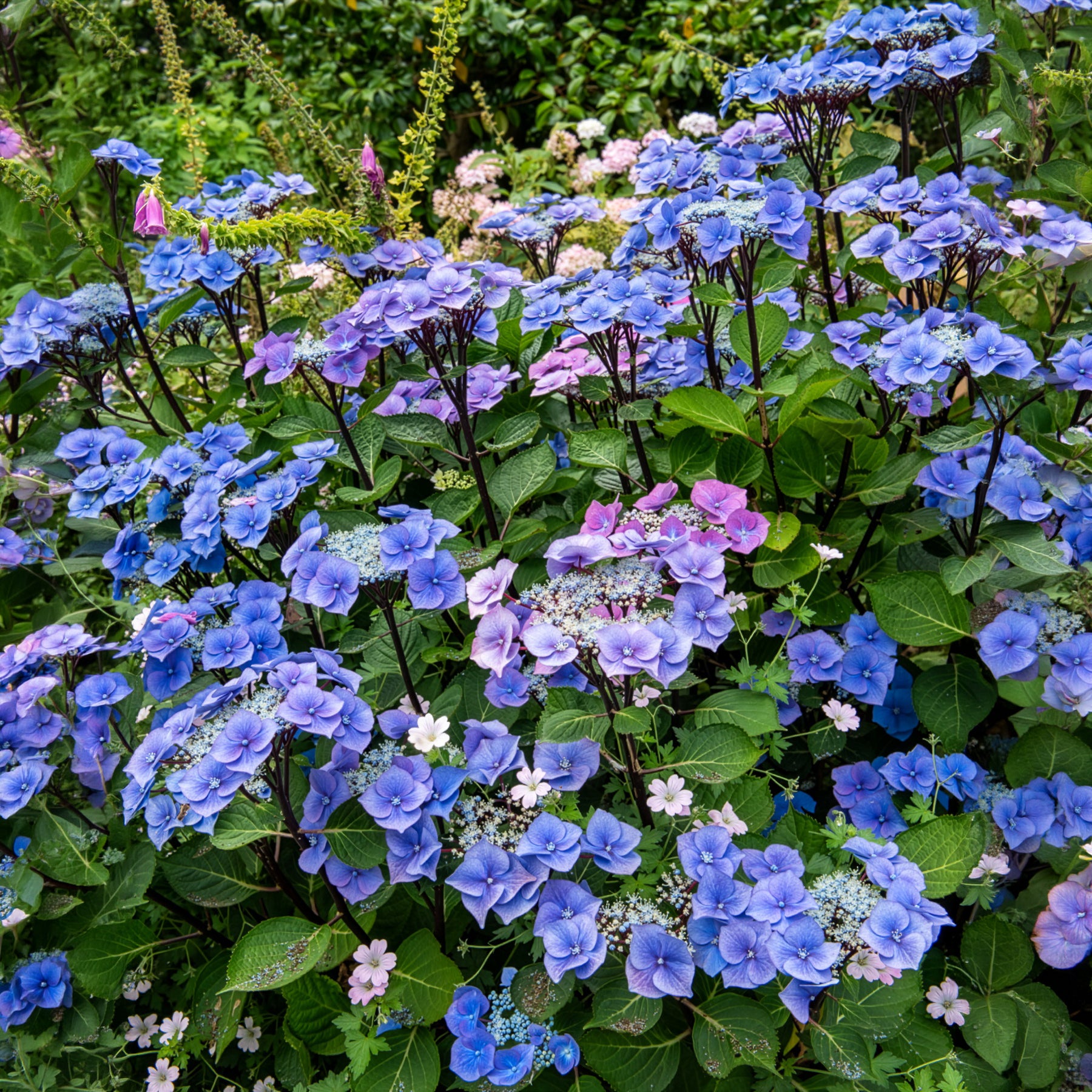 Hortensie Zorro Blue - Bakker