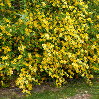 Blühende Sträucher - Ranunkelstrauch Golden Guinea - Kerria japonica Golden Guinea