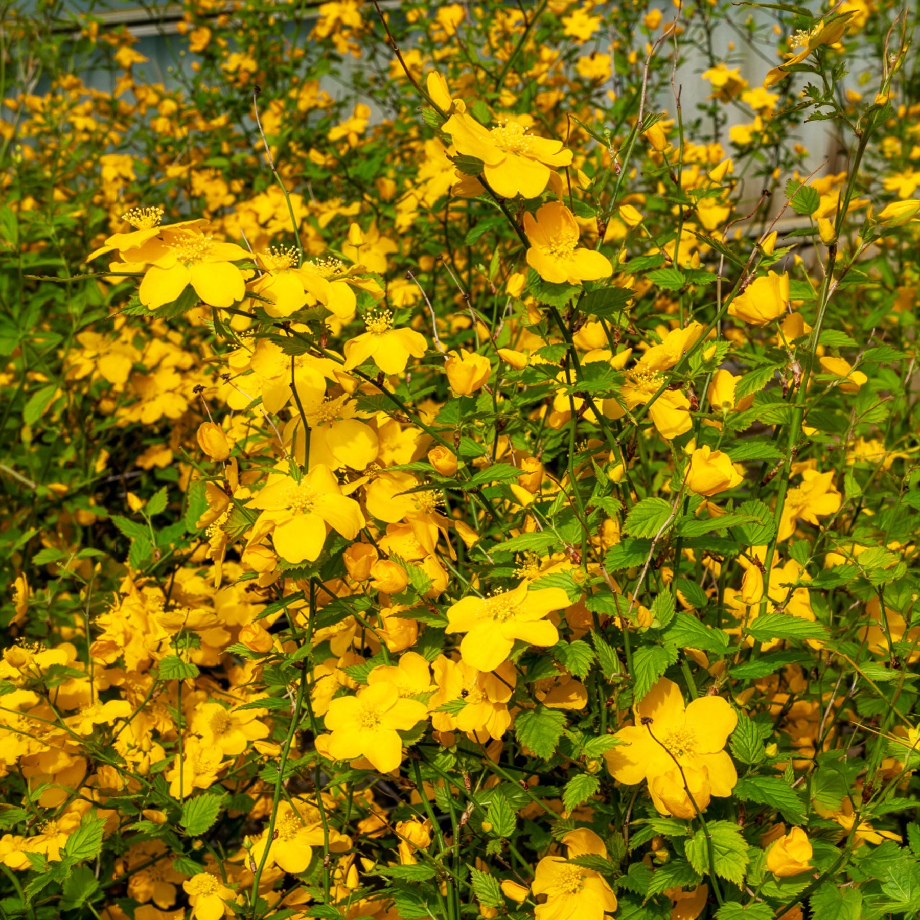 Ranunkelstrauch Golden Guinea - Bakker
