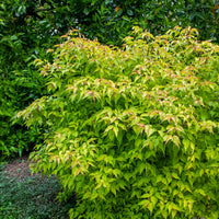 Leycesteria formosa Golden Lanterns - Fasanenstrauch Golden Lanterns - Blühende Sträucher