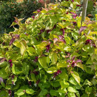 Fasanenstrauch Golden Lanterns - Leycesteria formosa Golden Lanterns - Bakker